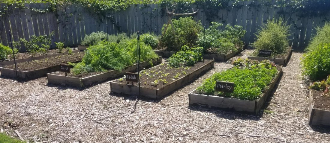 Raised beds of seedlings in the nursery yard