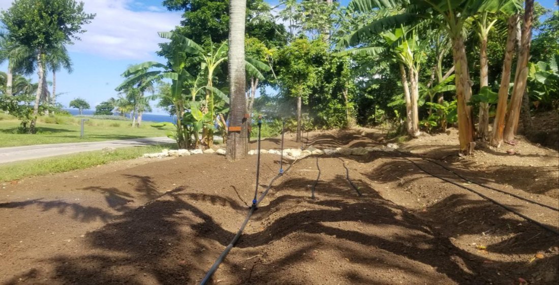 A young palm planted in fresh mulch