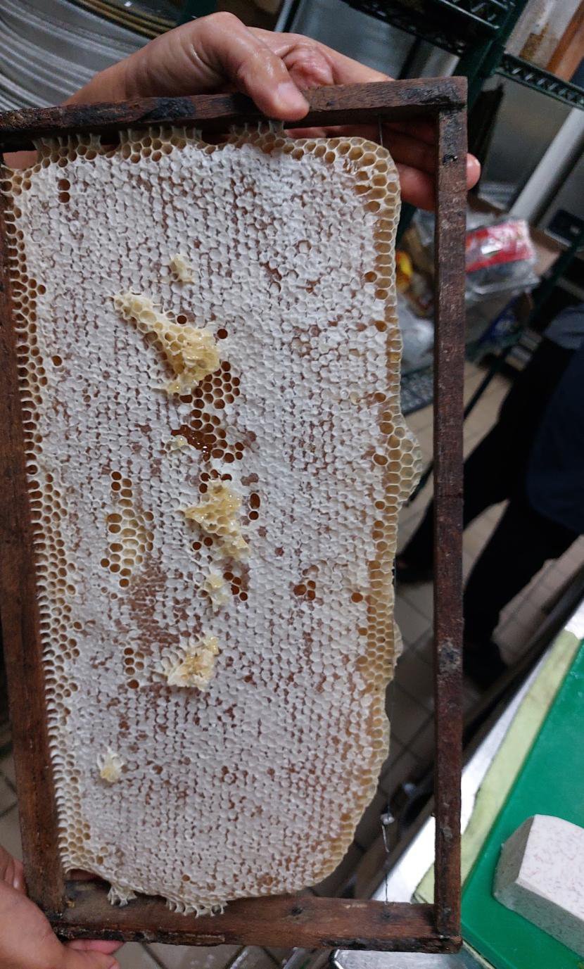 A frame of honeycomb held up to the light
