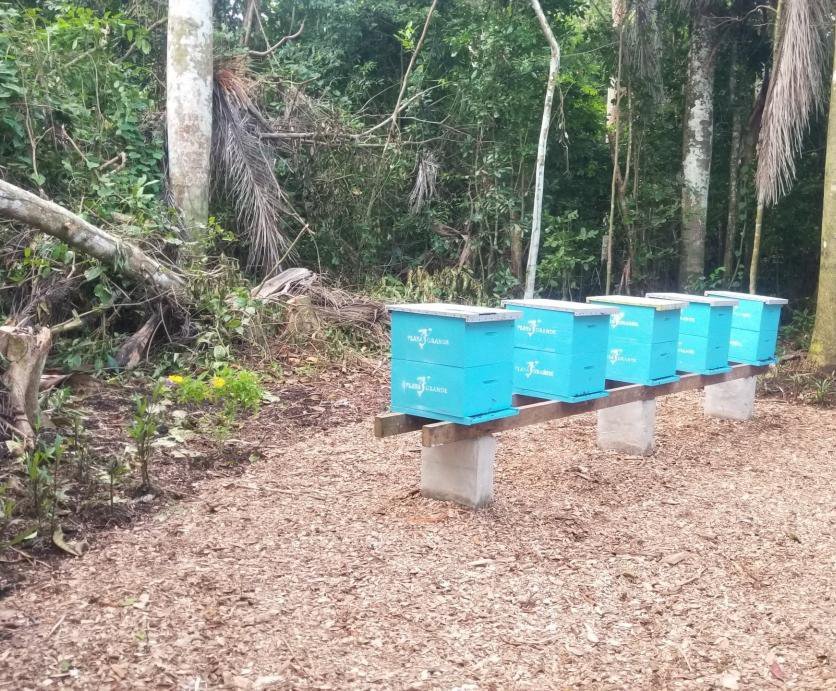 Painted beehives at the forest edge