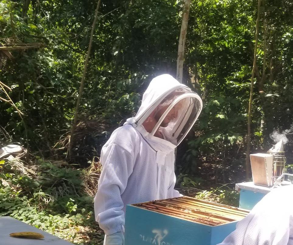 A beekeeper lifting a frame from a hive