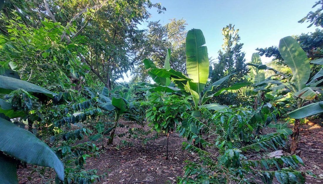 Banana and papaya planting in full leaf
