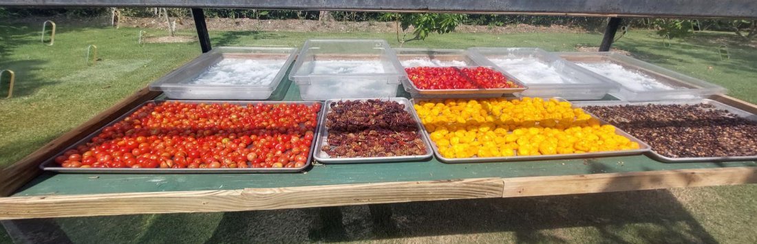 Trays of tomatoes, peppers and greens after harvest