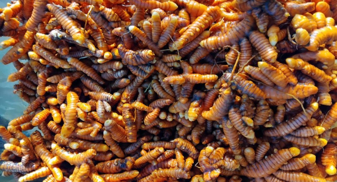 Freshly dug turmeric roots