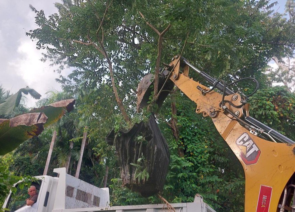 An excavator carrying a root ball