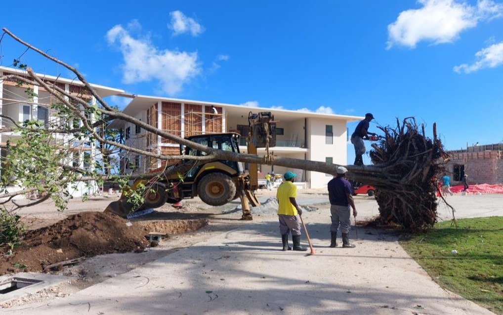 The crew steadying a tree as it is set down