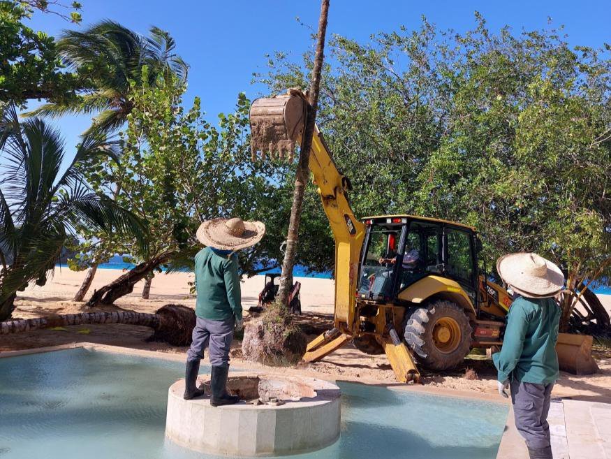 A palm being craned in beside the pool