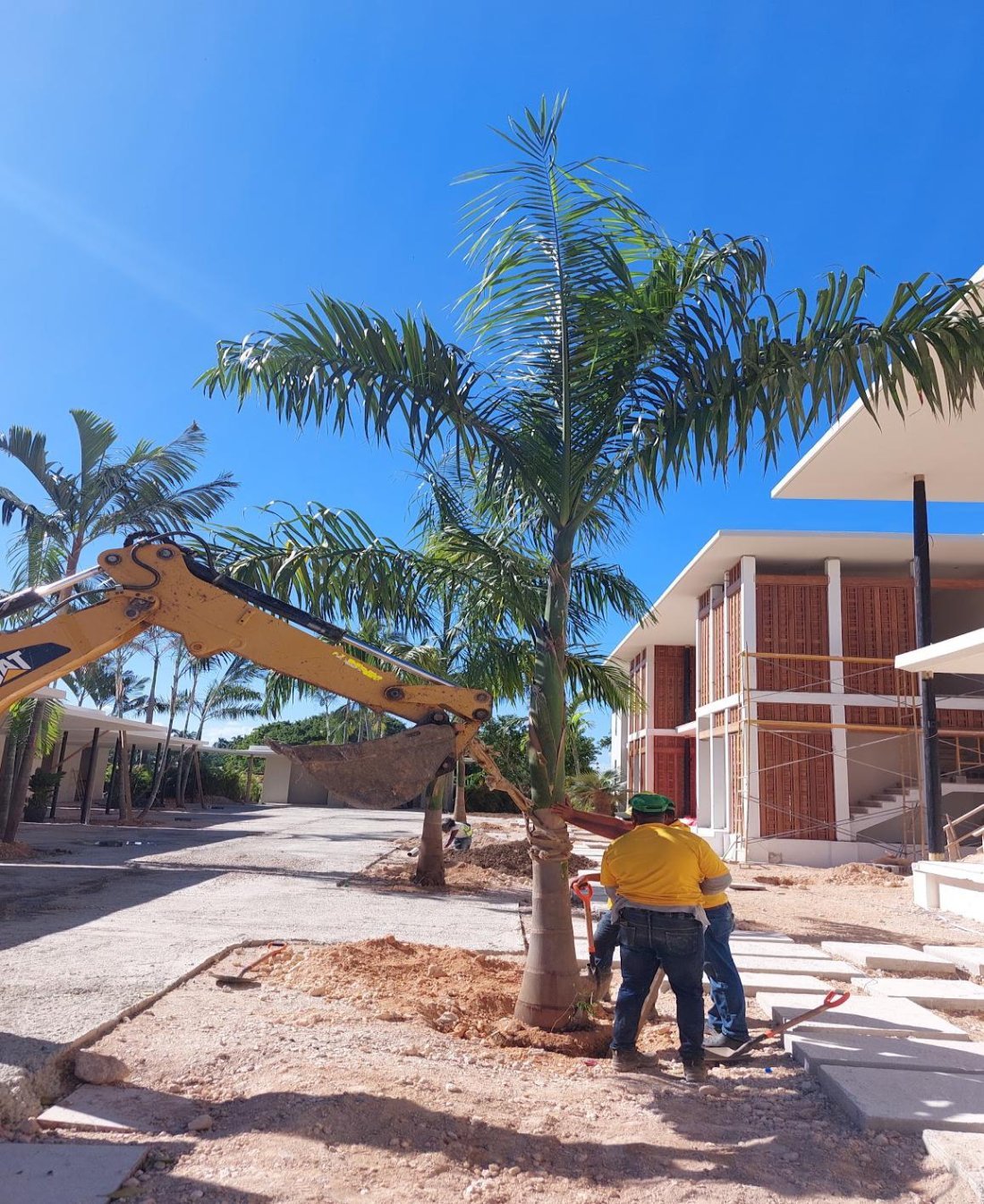 Palms being set beside a villa