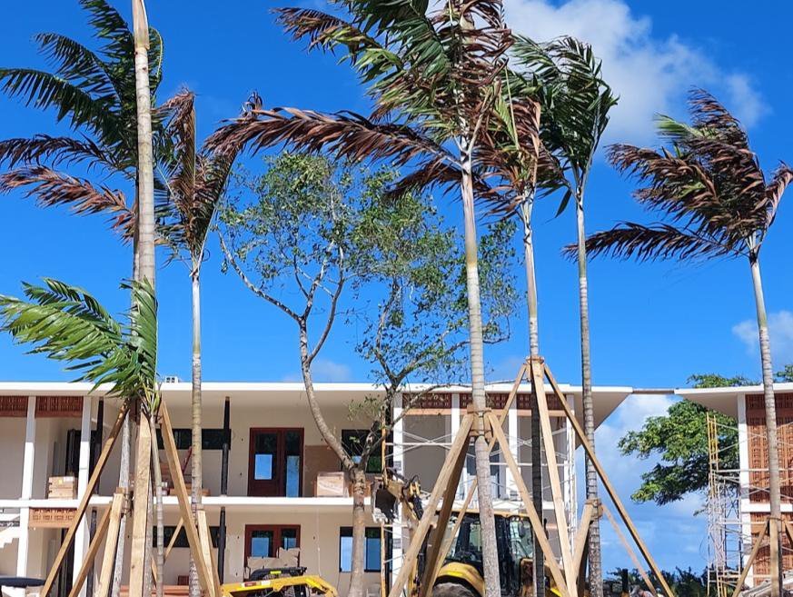 Newly planted palms braced against the wind