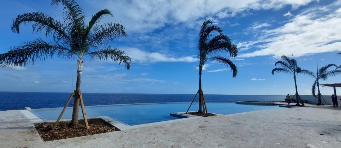 Palms planted along a cliff edge above the sea