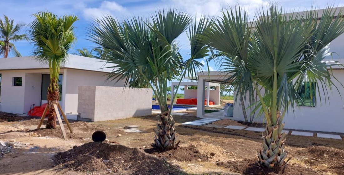 Young palms in fresh planting beds