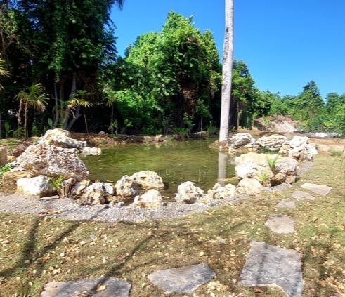 Coral rock set along the pond edge