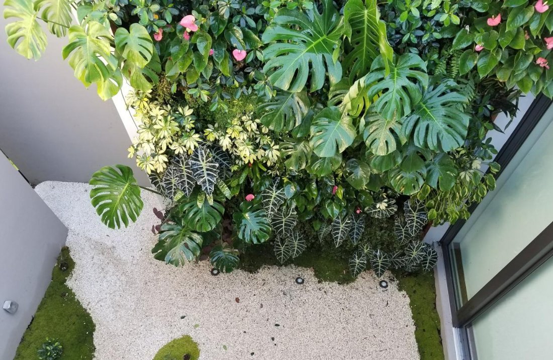 Monstera and flowering plants in a courtyard wall