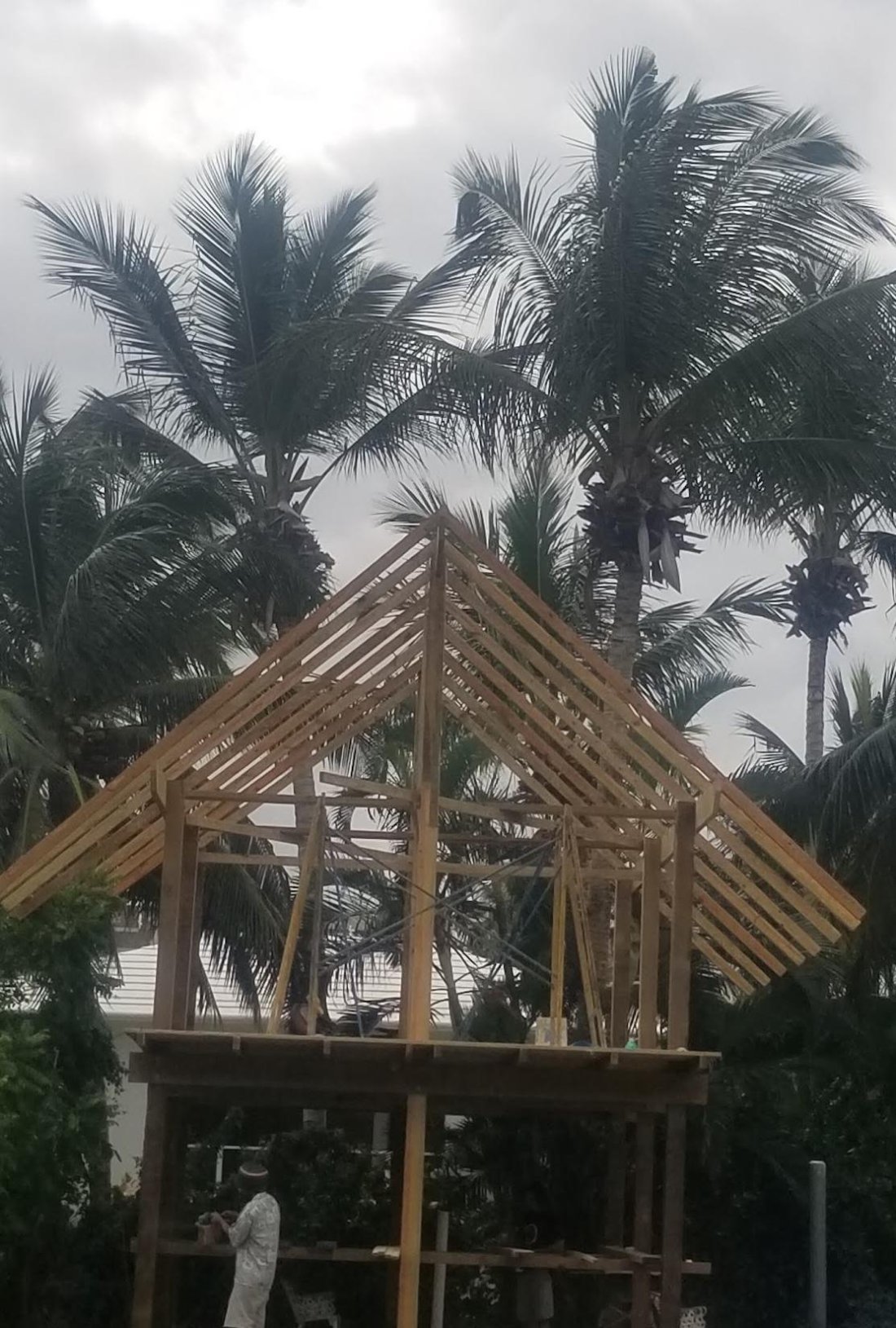 A new frame going up among the palms
